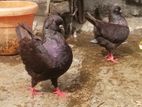 Ball Size Black Show King Kobutor Sell