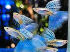 Balloon Moontail Molly / Betta/fighter Fancy Guppy/ Parrot/ Dragon Fish