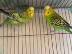 Bangish cross Budgerigar pair