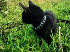 Bangladeshi Black Cat