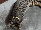 bangle cat