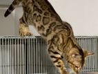 Bangle Female (adult) Urgent