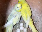 Banglish Budgerigar