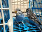 banglish budgie for sale (age=1.5 month)