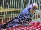 Banglish Male budgerigar