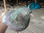 banja female pigeon for sell