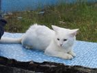 Cat for sell