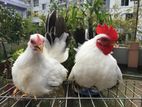 Bantam Chicken
