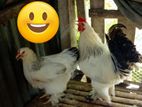Chicken For Sale