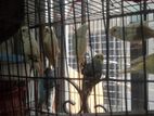 Barzigar Bird