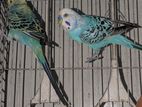 Bazigar Bird