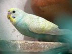 Bazigar birds (Male/Female) _ Single price