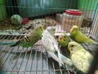 Bazigar Birds Sell