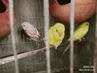 Budgerigar Bird Sell