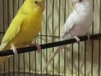 Budgerigar