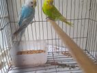 Bazigar Running Pair