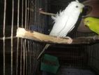 Budgerigar for sale