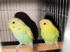 Bazigor 4 Month Birds