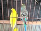 Bazrigar Bird for sell