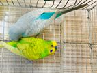 Budgerigar