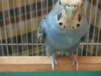 Budgerigar