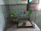 Bazzrigar Bird