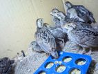 বব হোয়াইট কোয়েল (bobwhite Quail)