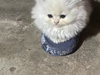 Bby Cat Persian