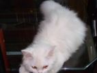 Cat Sell