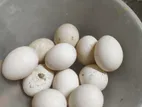 বড় জাতের চীনা হাঁসের ডিম ১০০% ফোটার নিশ্চয়তা ।