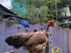 বড় জাতের দেশি মুরগি ডিমের জন্য সেরা