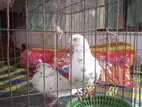 বড় জাতের একজোড়া গিরিবাজ কবুতর বিক্রি করা হবে