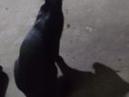 বড় কালো বিড়াল
