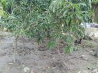 বড় লিচু গাছ