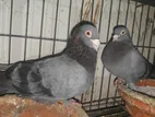 Beautiful 1 Pair Homer & Deshi Pigeon With 4 Case Khacha