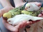 Beautiful Budgerigar(Budgie) Babies for sale