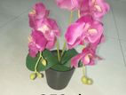 Beautiful Flowers.