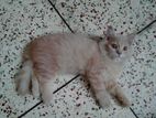 Light brown color Persian kitten for sale.