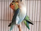 Beautiful Love Birds