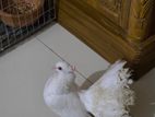 Beautiful White Pigeons