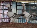 Bird For Sell