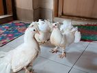 বেবি লক্ষা কবুতর