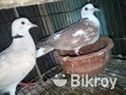 বেবি সহ রানিং জোড়া সেল হবে।