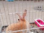 Rabbit sell