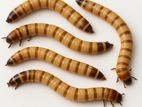 Beetle Larvae Chicken Feed