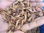 Beetle Superworm Mealworm Bitol Poka