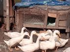 বেইজিং হাস ৬ পিস (প্রতি দাম)