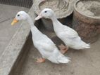 Beijing ducks