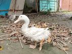 বেজিং হাঁস।