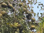 বেল ফল Bell Fruit